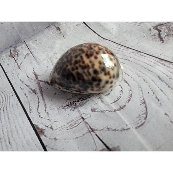 Tiger Cowrie Shell Cypraea Tigris Beach Crafts Ocean Decor 2.5 Inches - Picture 2 of 6